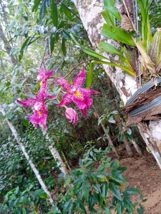Casa De Campo Banheira, Lareira E Cachoeira بيدرا أزول المظهر الخارجي الصورة